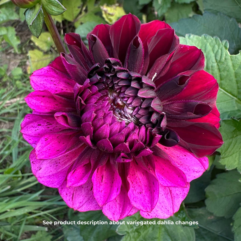 Laughing Lizzy - Mount Mera Botanical - Dahlia