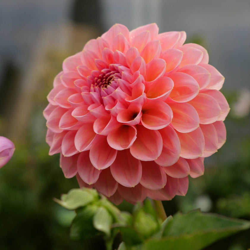 Linda'a Baby - Mount Mera Botanical - Dahlia
