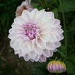 Mama Mia - Mount Mera Botanical - Dahlia