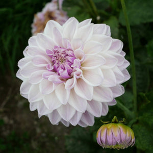 Mama Mia - Mount Mera Botanical - Dahlia