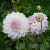 Mama Mia - Mount Mera Botanical - Dahlia