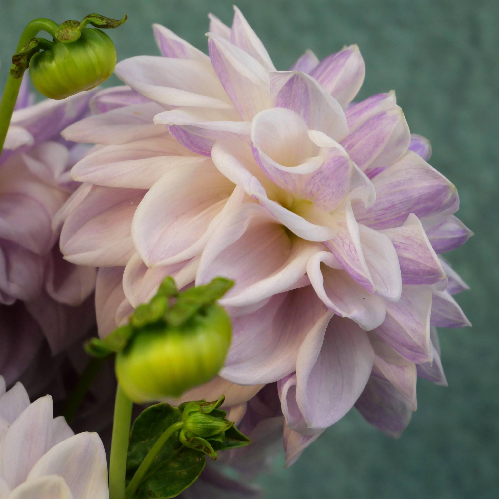 Mama Mia - Mount Mera Botanical - Dahlia