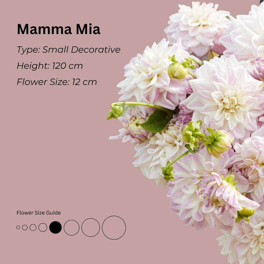 Mama Mia * - Mount Mera Botanical - Dahlia