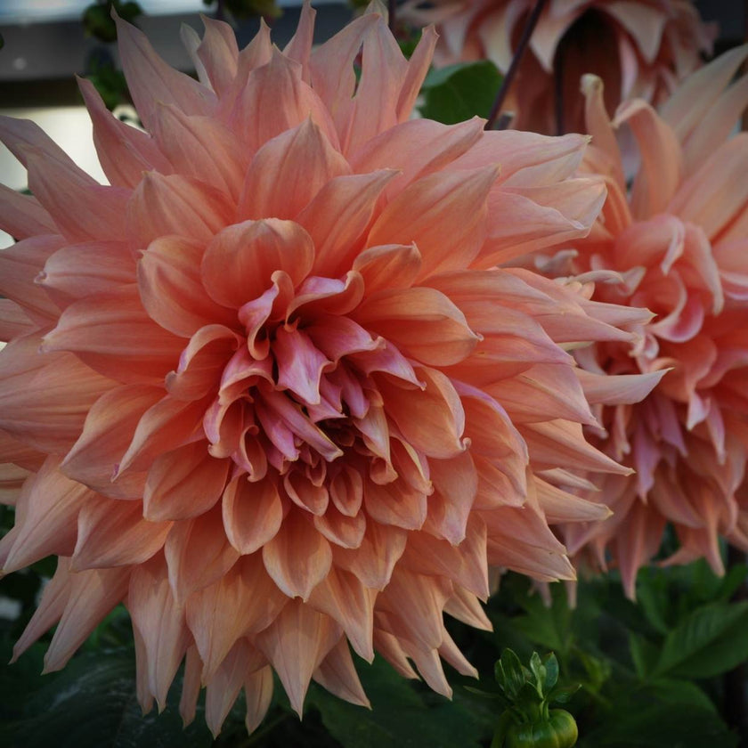 Mango Madness - Mount Mera Botanical - Dahlia