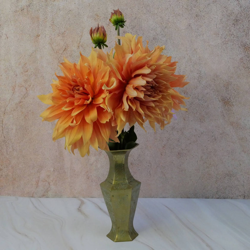 Mango Madness - Mount Mera Botanical - Dahlia