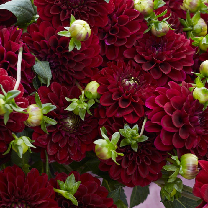 Maroon Fox - Mount Mera Botanical - Dahlia