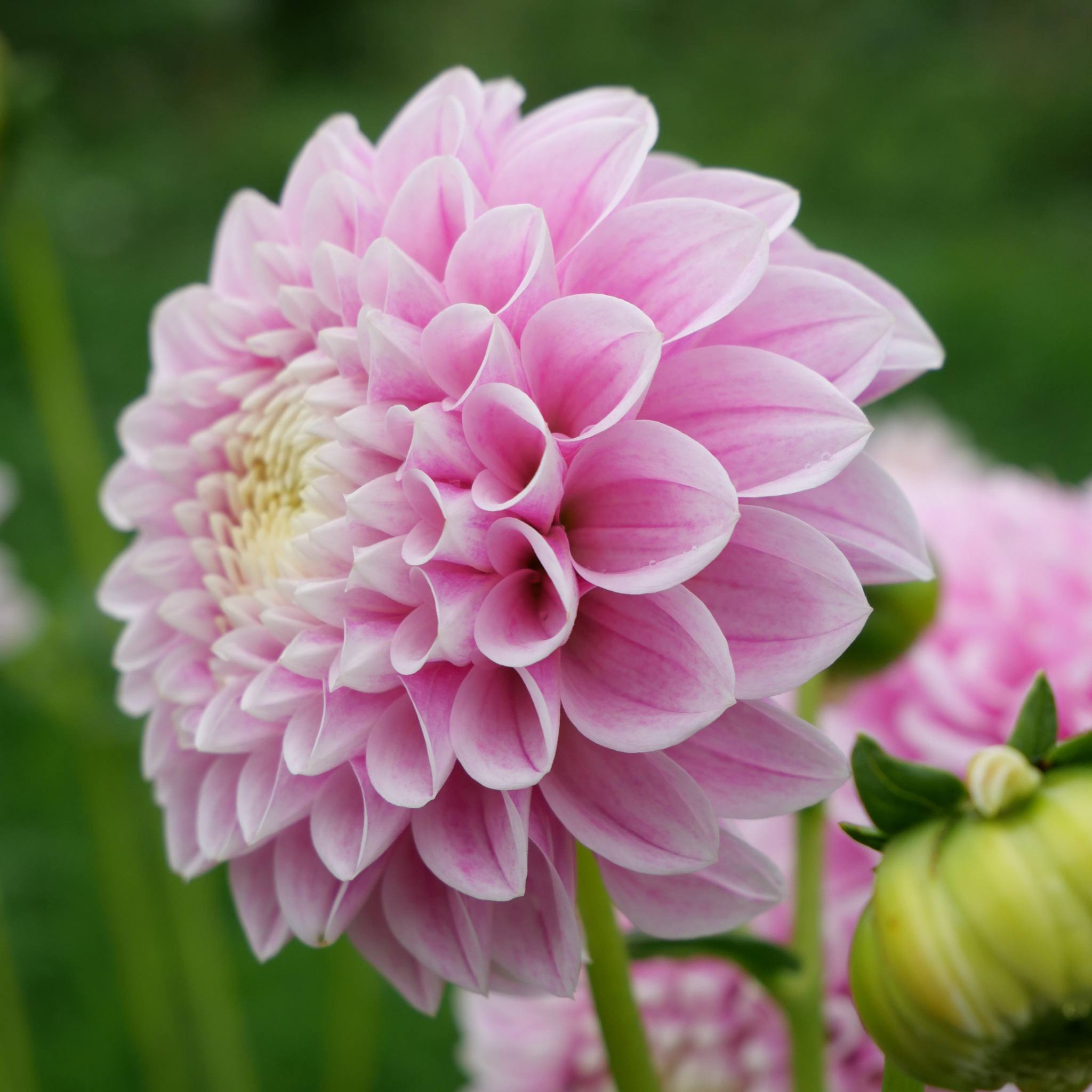 Marshmallow Baby – Mount Mera Botanical