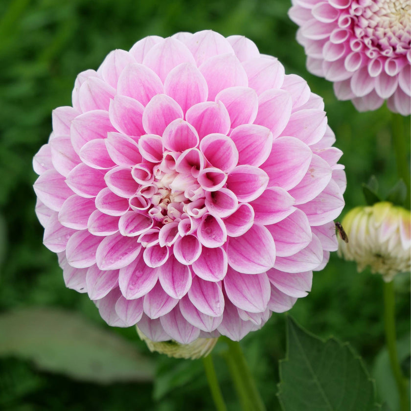 Marshmallow Baby - Mount Mera Botanical - Dahlia