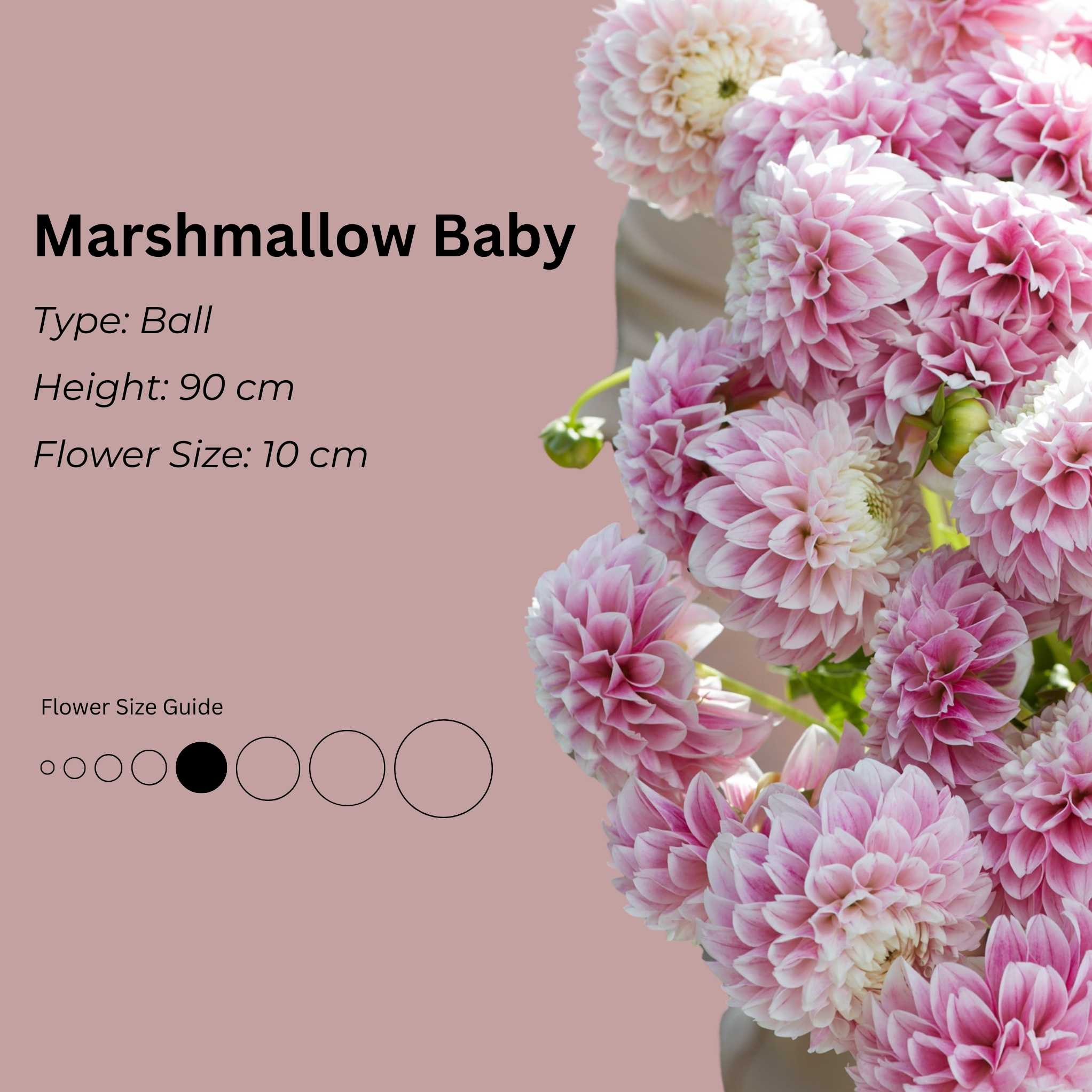 Marshmallow Baby – Mount Mera Botanical