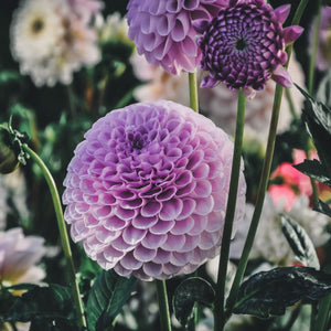 Megan Dean - Mount Mera Botanical - Dahlia