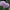 Megan Dean - Mount Mera Botanical - Dahlia