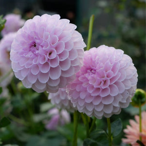 Megan Dean - Mount Mera Botanical - Dahlia