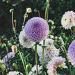 Megan Dean (VIP) Limit 3 - Mount Mera Botanical - Dahlia