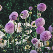 Megan Dean (VIP) Limit 3 - Mount Mera Botanical - Dahlia