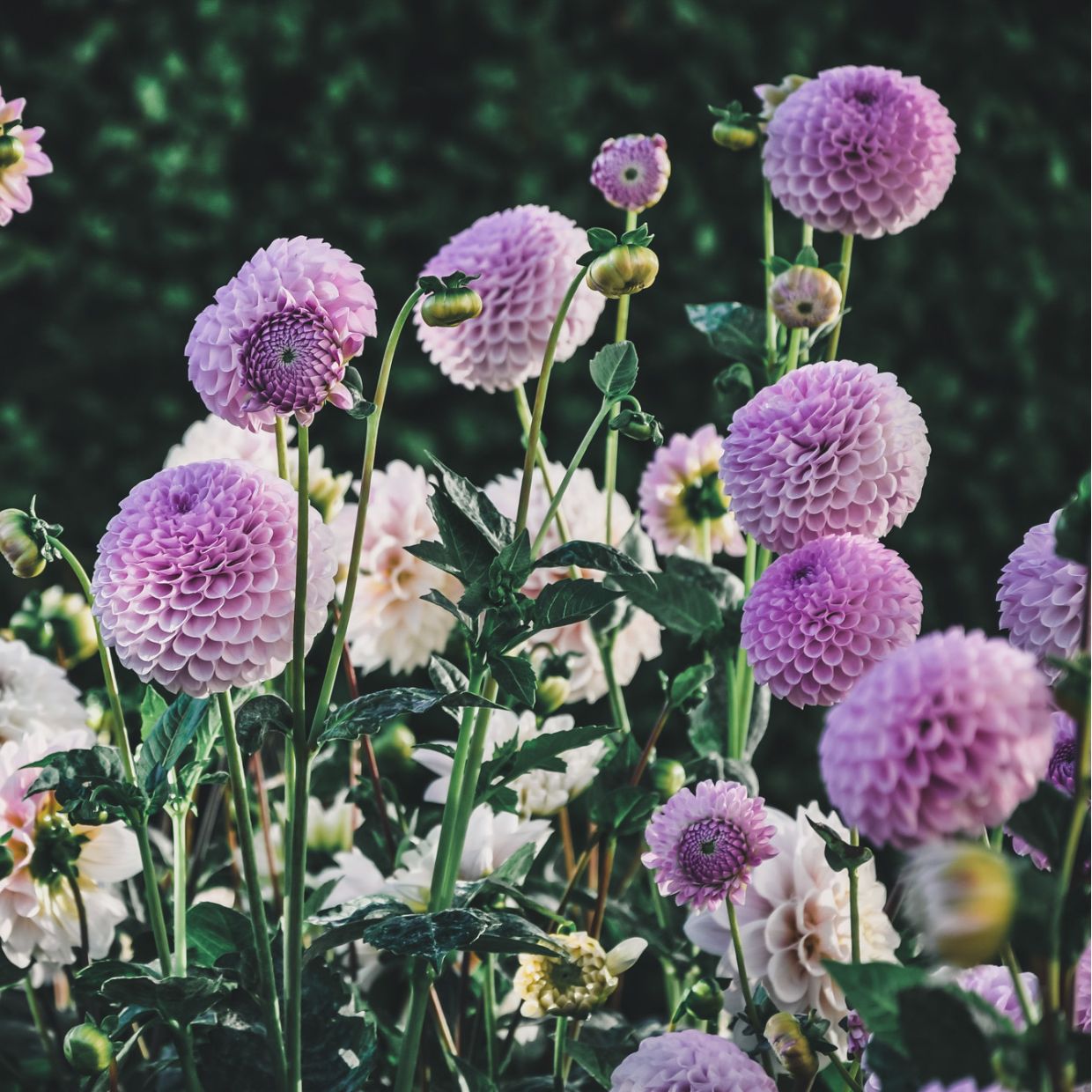 Megan Dean (VIP) Limit 3 - Mount Mera Botanical - Dahlia