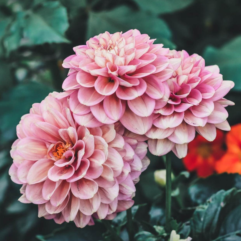 Melina Fleur - Mount Mera Botanical - Dahlia