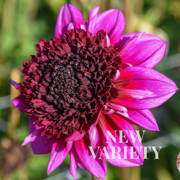 Misses Amy - Mount Mera Botanical - Dahlia