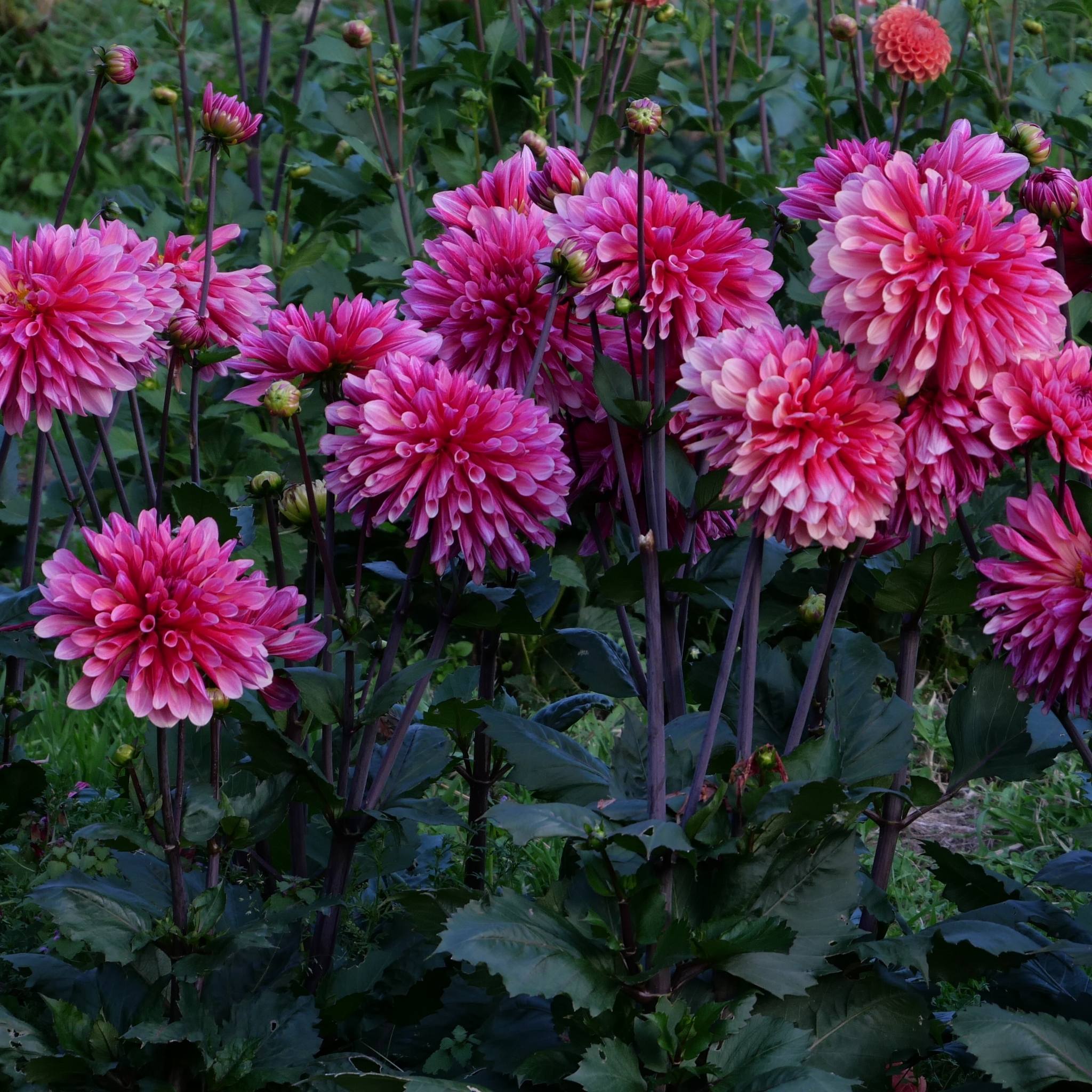 Misses Dutch - Mount Mera Botanical - Dahlia