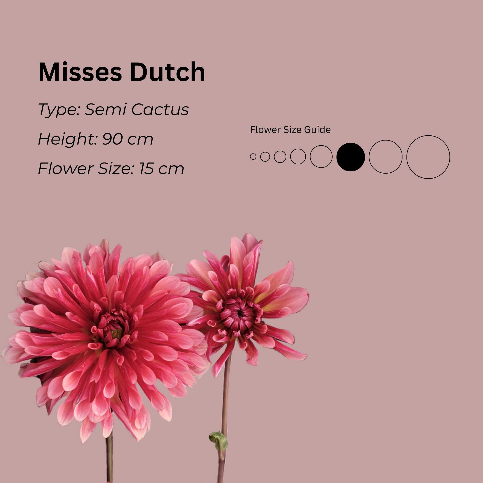 Misses Dutch* - Mount Mera Botanical - Dahlia