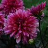 Misses Dutch - Mount Mera Botanical - Dahlia