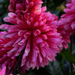 Misses Dutch - Mount Mera Botanical - Dahlia