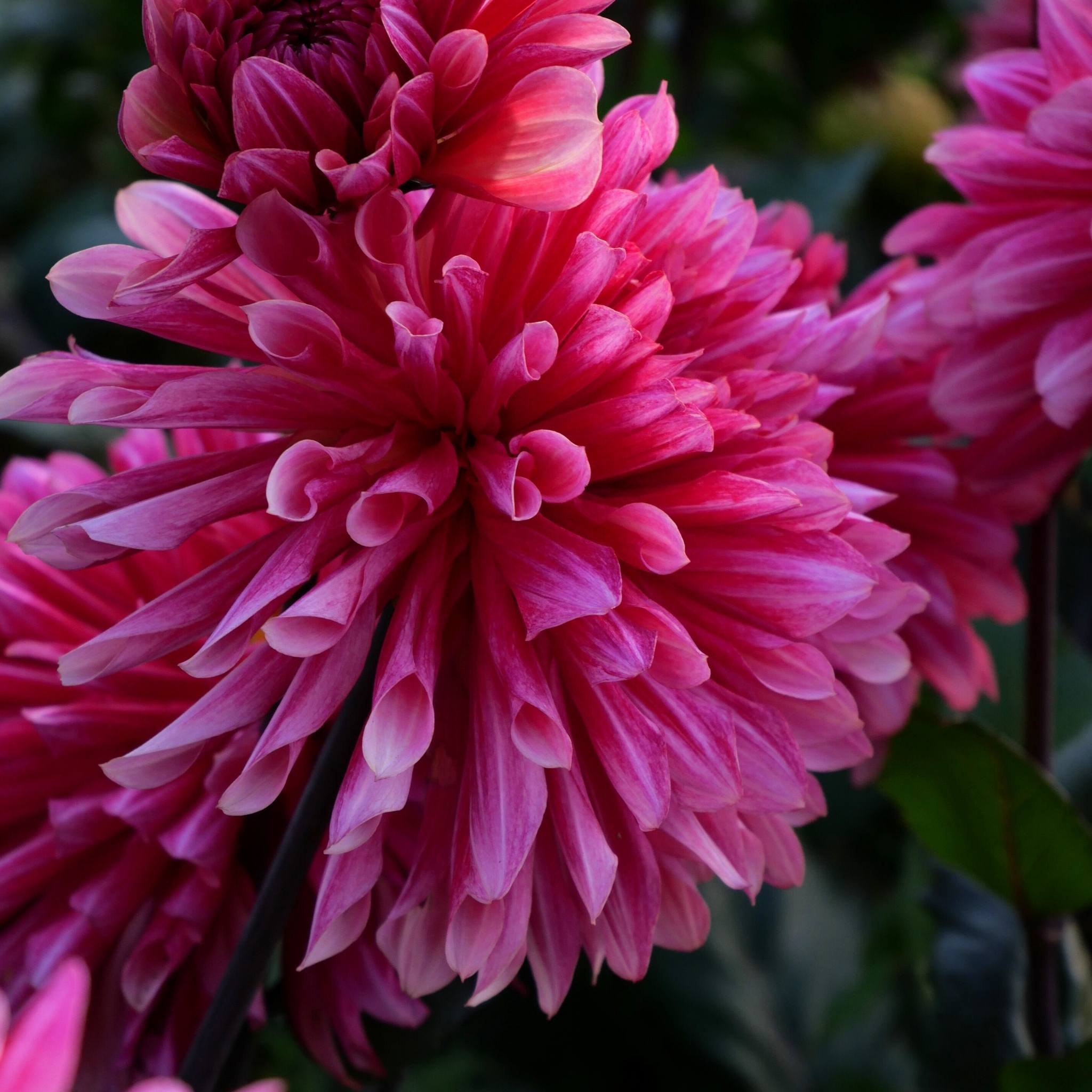 Misses Dutch - Mount Mera Botanical - Dahlia