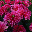 Misses Dutch - Mount Mera Botanical - Dahlia