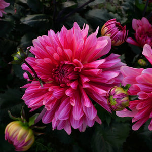 Misses Dutch - Mount Mera Botanical - Dahlia