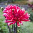 Misses Dutch - Mount Mera Botanical - Dahlia