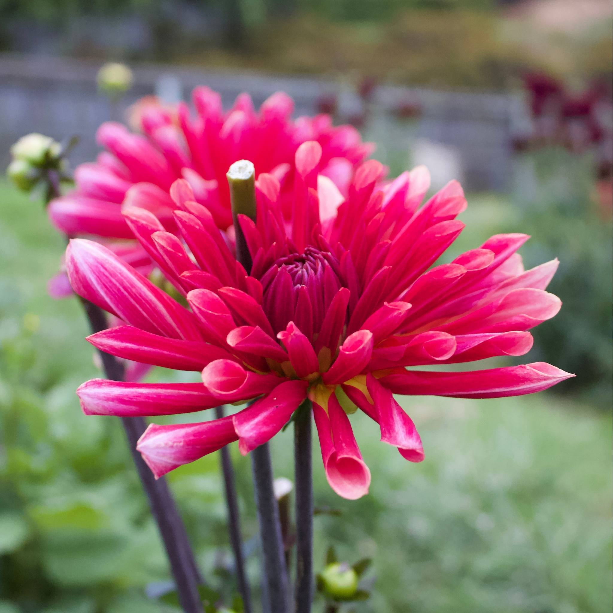 Misses Dutch - Mount Mera Botanical - Dahlia