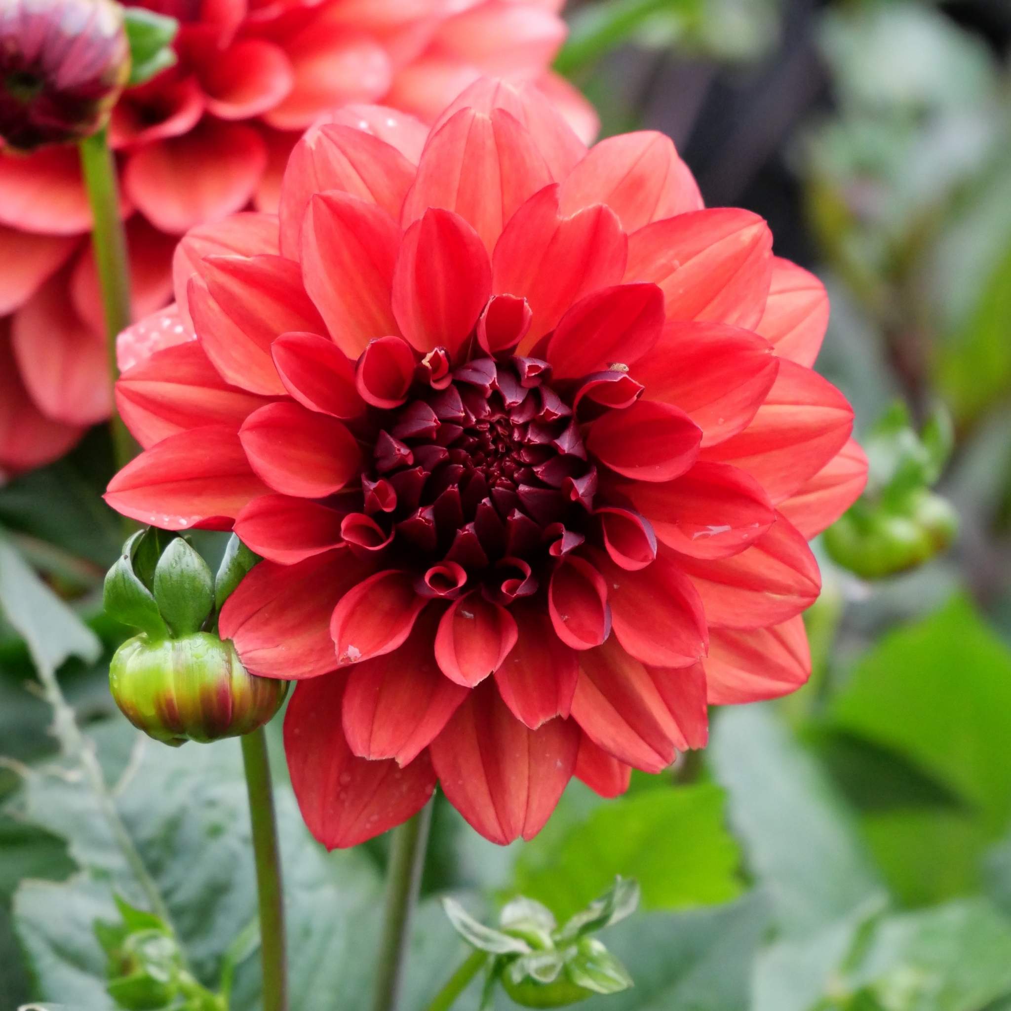 Misses Miley - Mount Mera Botanical - Dahlia