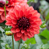 Misses Miley - Mount Mera Botanical - Dahlia