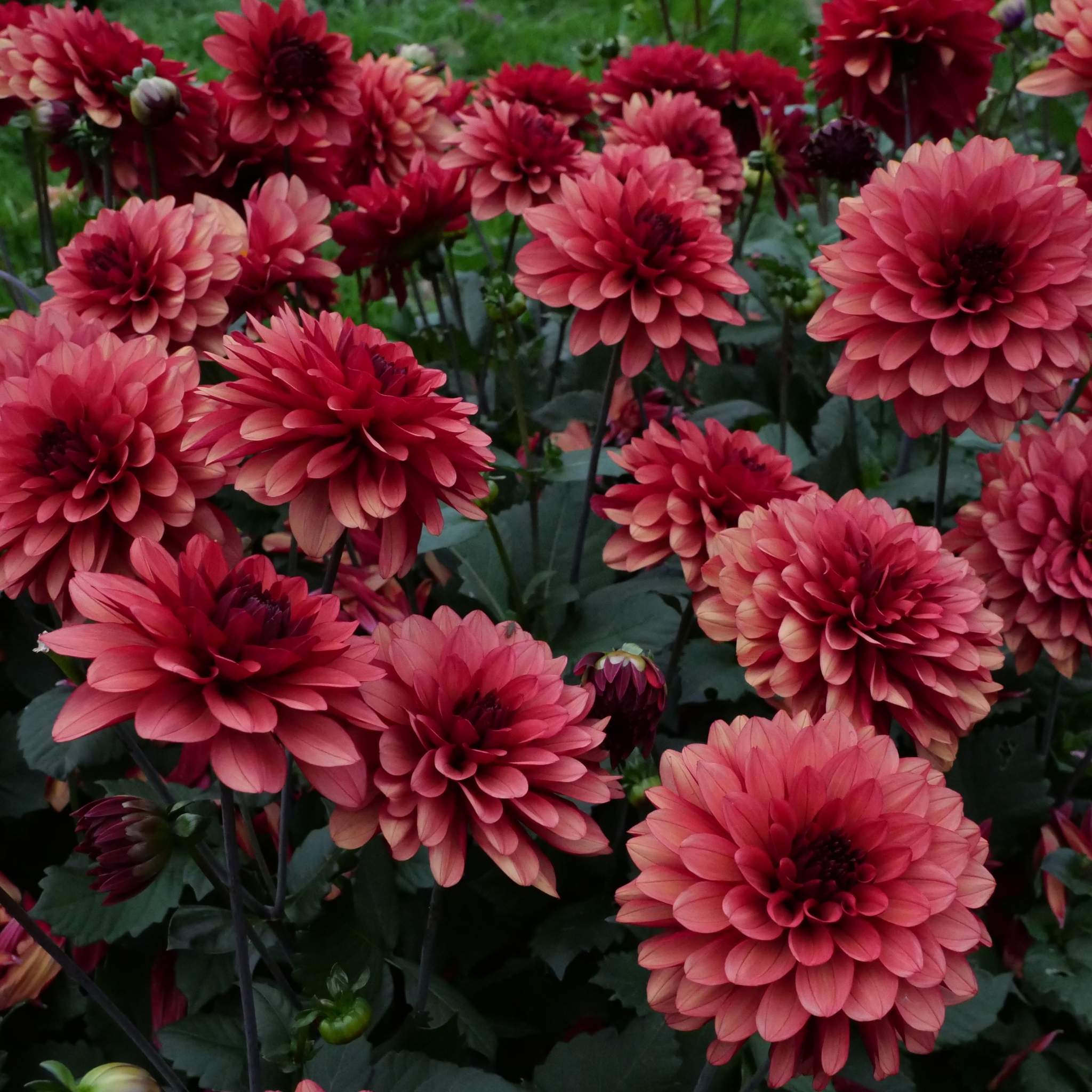Misses Miley - Mount Mera Botanical - Dahlia