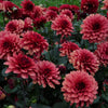 Misses Miley - Mount Mera Botanical - Dahlia