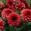 Misses Miley - Mount Mera Botanical - Dahlia