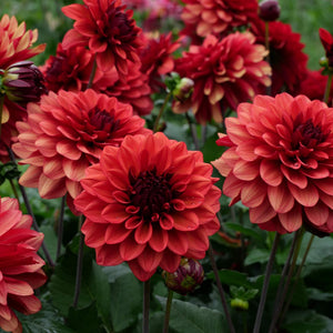 Misses Miley - Mount Mera Botanical - Dahlia