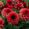 Misses Miley - Mount Mera Botanical - Dahlia