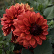 Misses Miley - Mount Mera Botanical - Dahlia