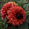 Misses Miley - Mount Mera Botanical - Dahlia