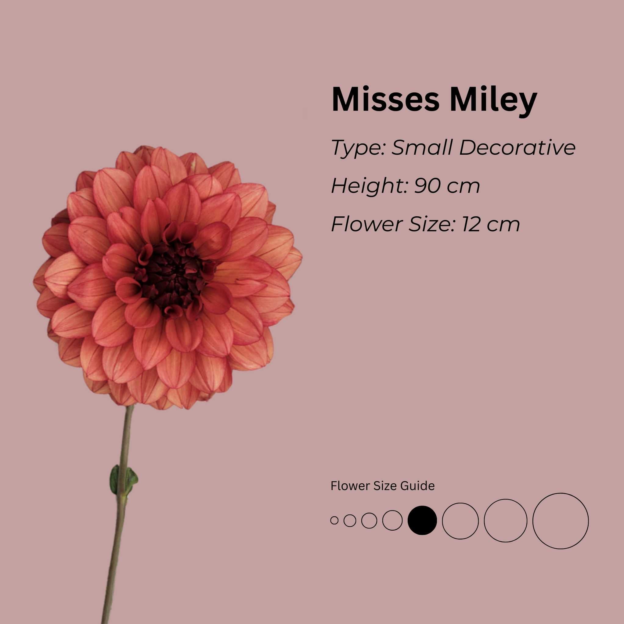 Misses Miley * - Mount Mera Botanical - Dahlia