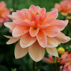 Mister Frans - Mount Mera Botanical - Dahlia