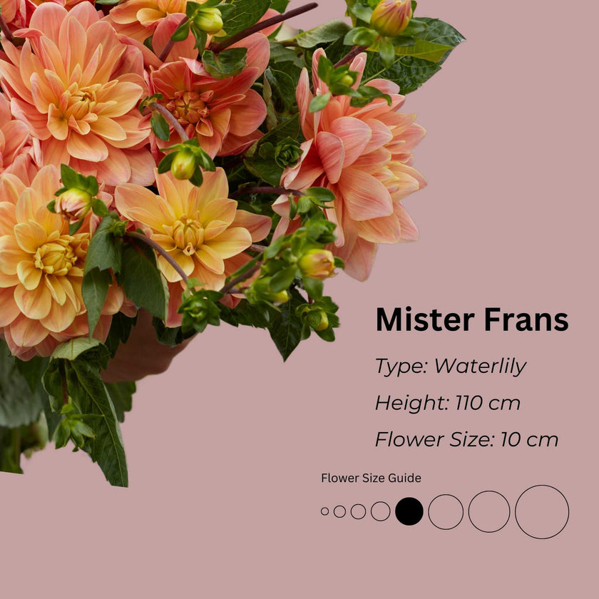 Mister Frans * - Mount Mera Botanical - Dahlia
