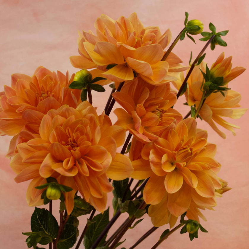 Mister Frans - Mount Mera Botanical - Dahlia