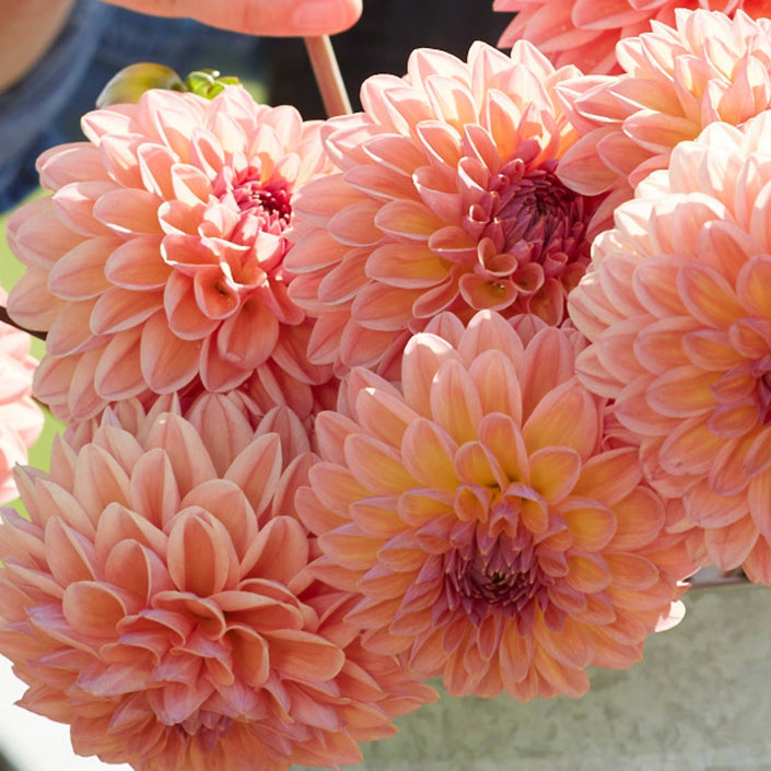Moderato - Mount Mera Botanical - Dahlia