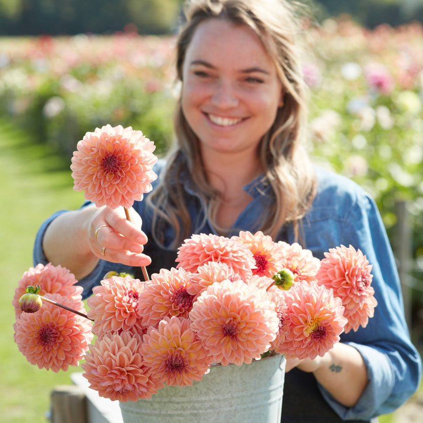 Moderato - Mount Mera Botanical - Dahlia