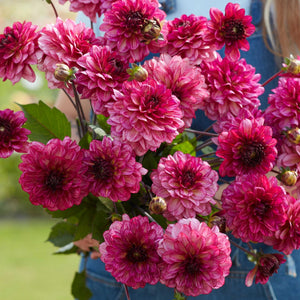 Muchacha * - Mount Mera Botanical - Dahlia