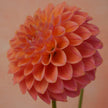 Nathalie G - Mount Mera Botanical - Dahlia