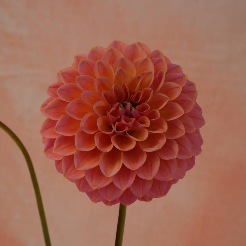 Nathalie G - Mount Mera Botanical - Dahlia