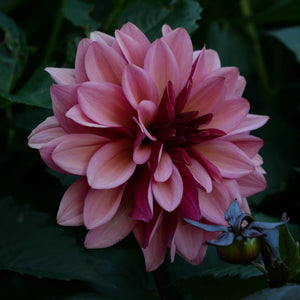 Night Silence - Mount Mera Botanical - Dahlia