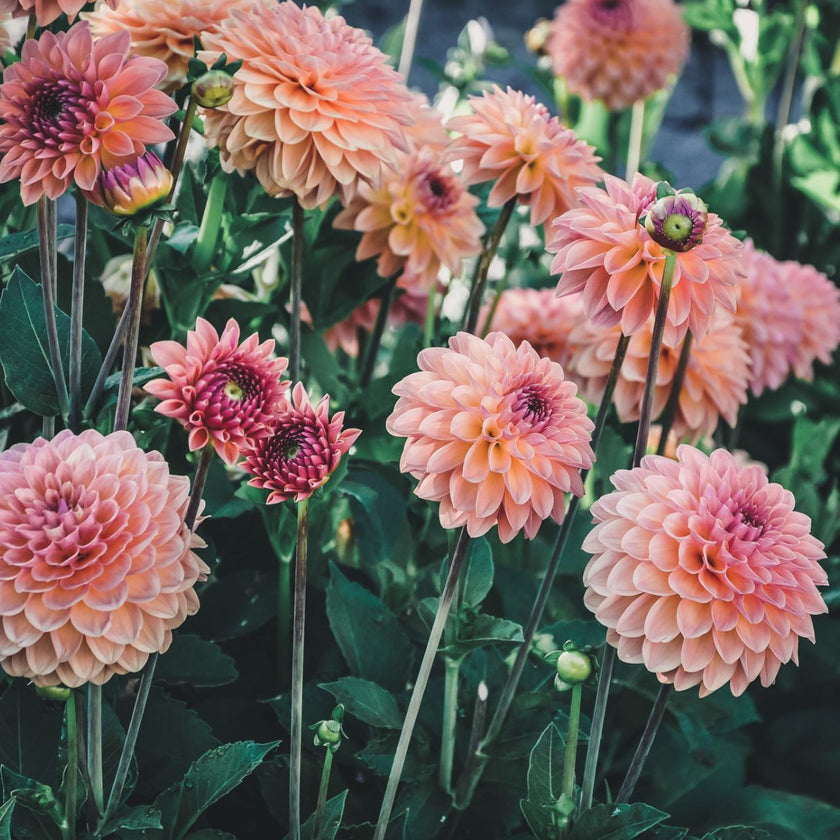 Orange Breeze - Mount Mera Botanical - Dahlia